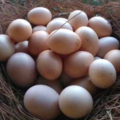 云南会泽农家散养土鸡蛋30枚